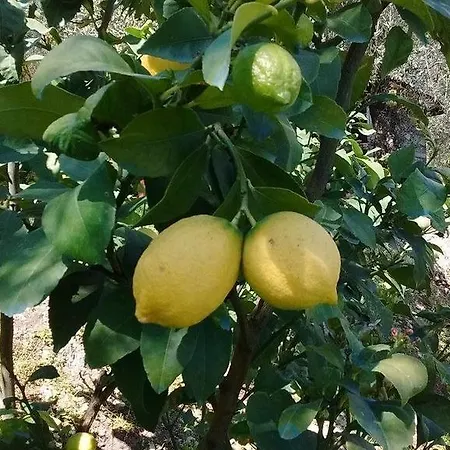 Hotel Casa Piantoni Limone sul Garda